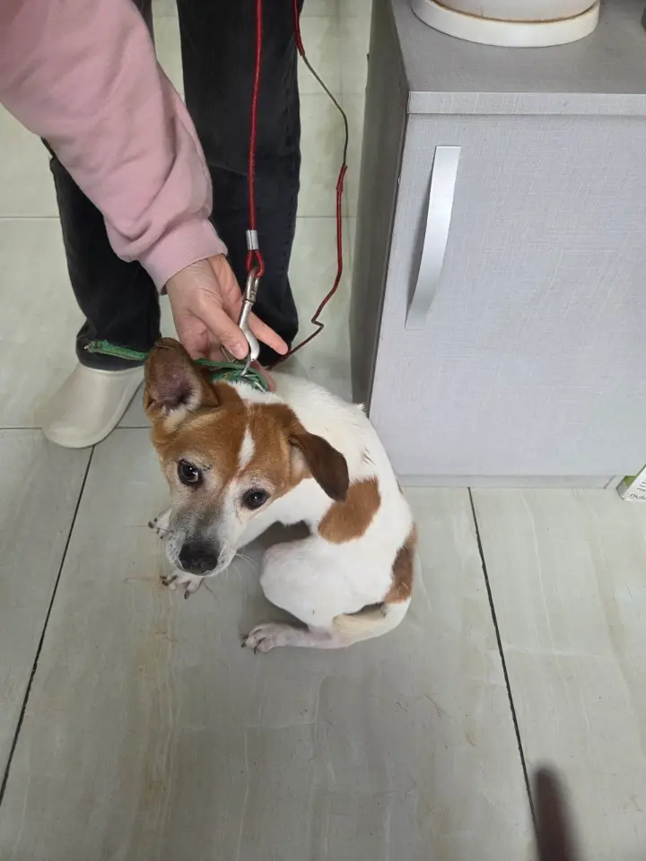 믹스견 보호중 사진