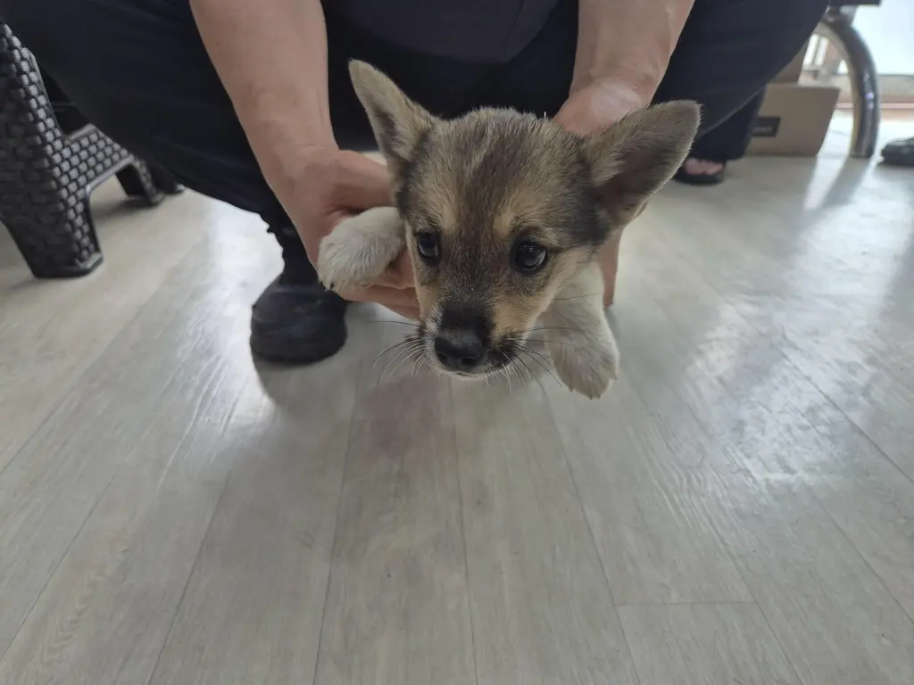 믹스견 보호중 사진