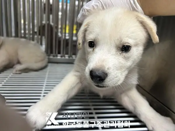 믹스견 보호중 사진