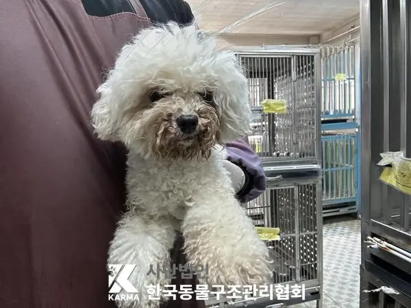 비숑 프리제 보호중 사진