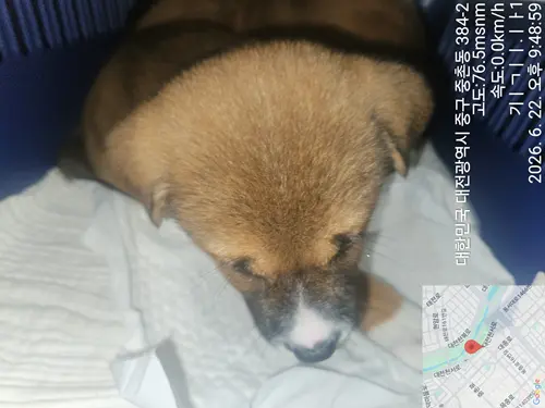 믹스견 보호중 사진