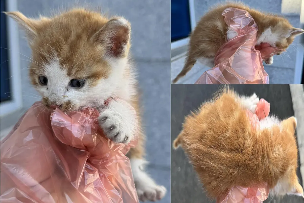 한국 고양이 보호중 사진