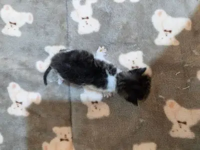 믹스묘 보호중 사진