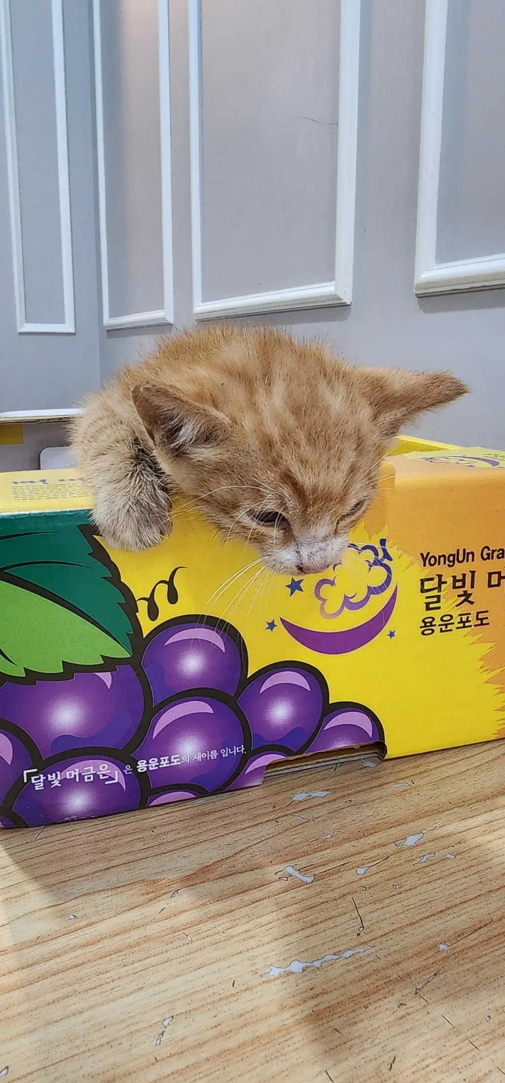 한국 고양이 보호중 사진