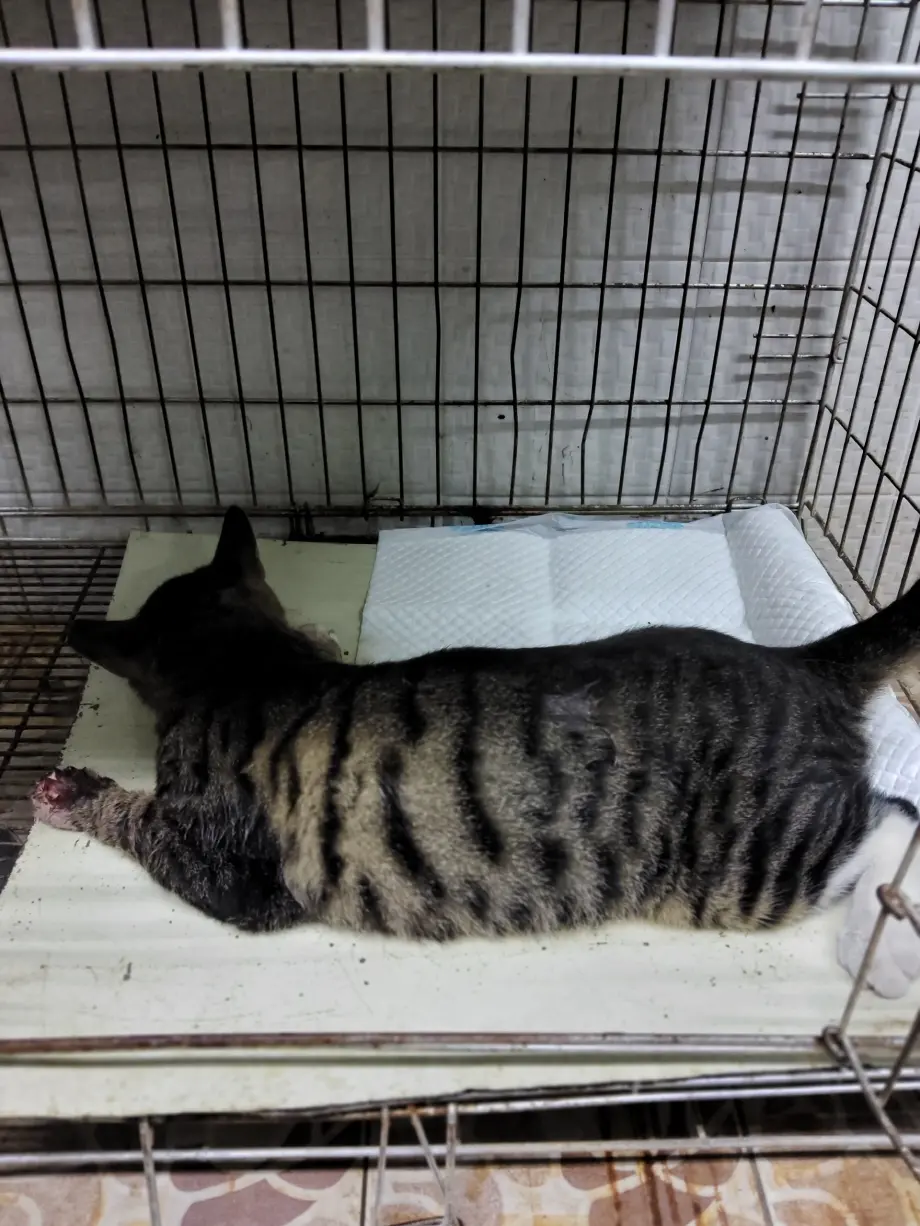 한국 고양이 보호중 사진