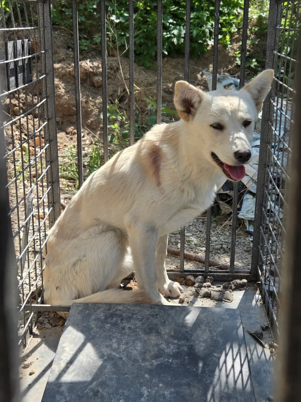 믹스견 보호중 사진