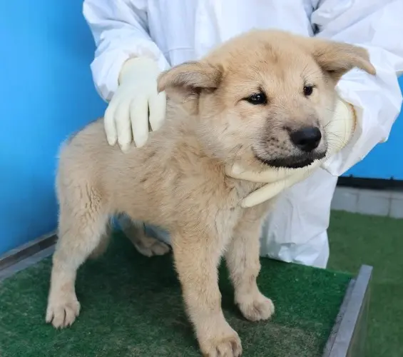 믹스견 보호중 사진