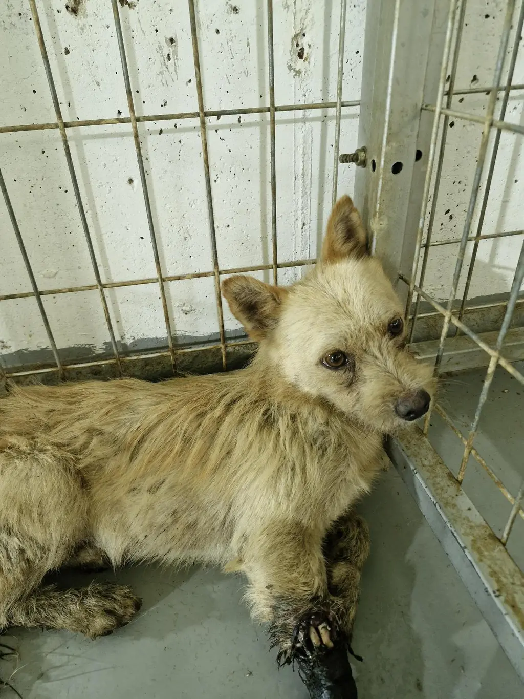 믹스견 보호중 사진