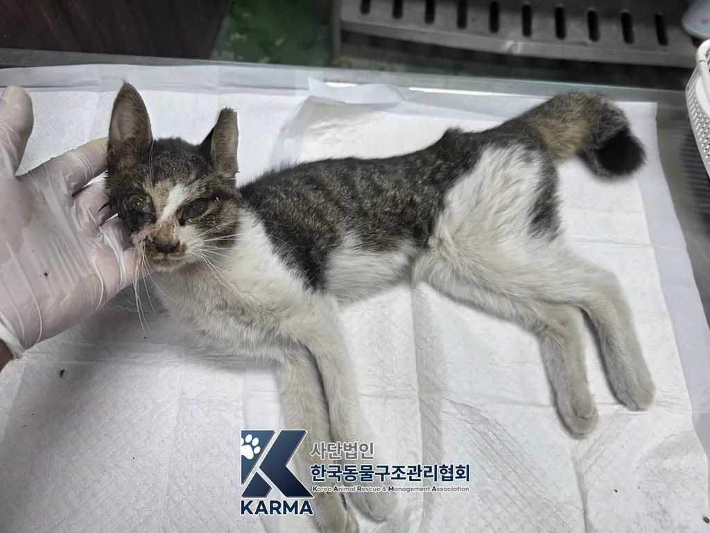 한국 고양이 보호중 사진