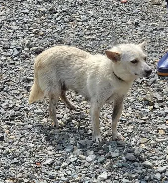 믹스견 보호중 사진