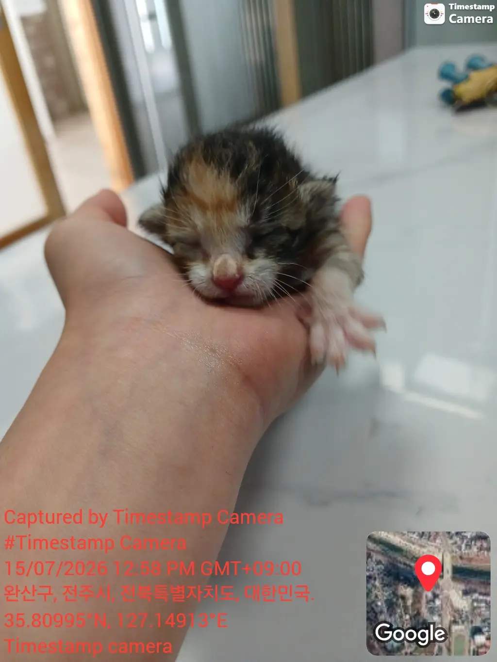 한국 고양이 보호중 사진