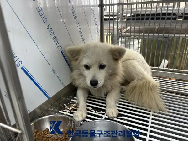 믹스견 보호중 사진