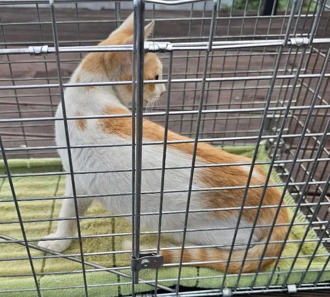 한국 고양이 보호중 사진