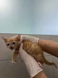 한국 고양이 보호중 사진