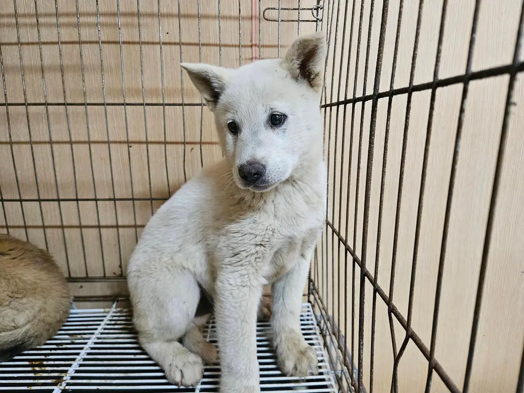 믹스견 보호중 사진