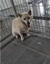 믹스견 보호중 사진