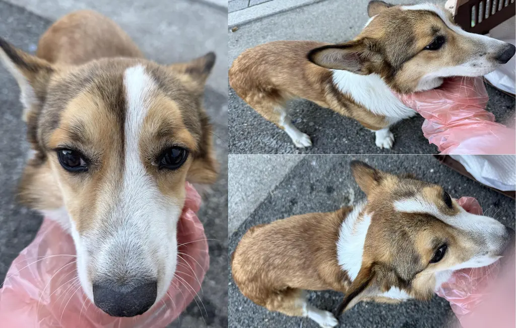 웰시 코기 카디건 보호중 사진