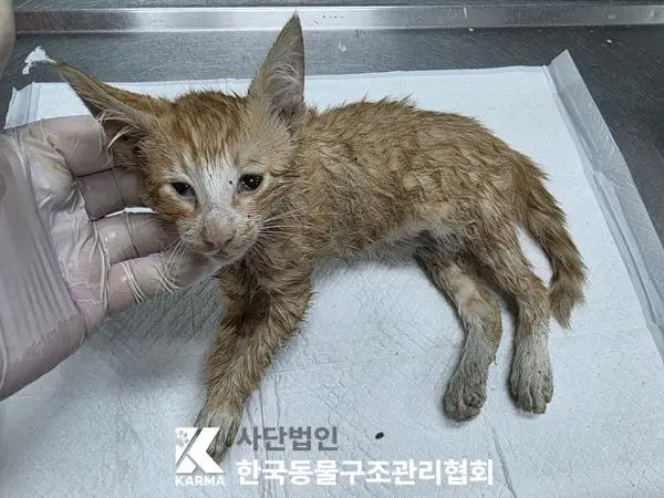 한국 고양이 보호중 사진