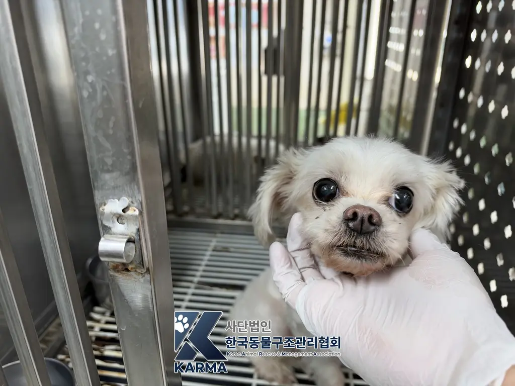 말티즈 보호중 사진