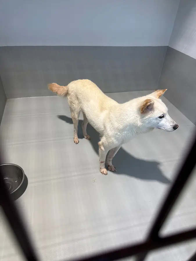 진도견 보호중 사진