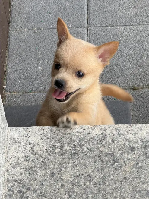 믹스견 보호중 사진