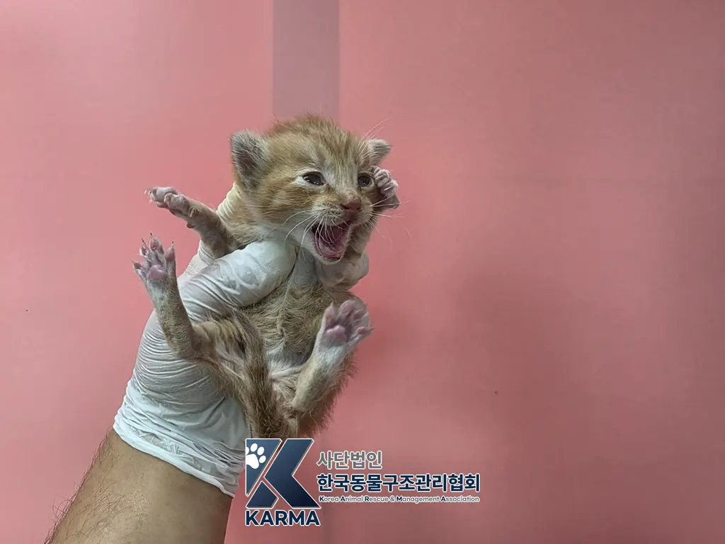 한국 고양이 보호중 사진