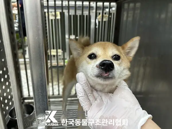 시바 보호중 사진
