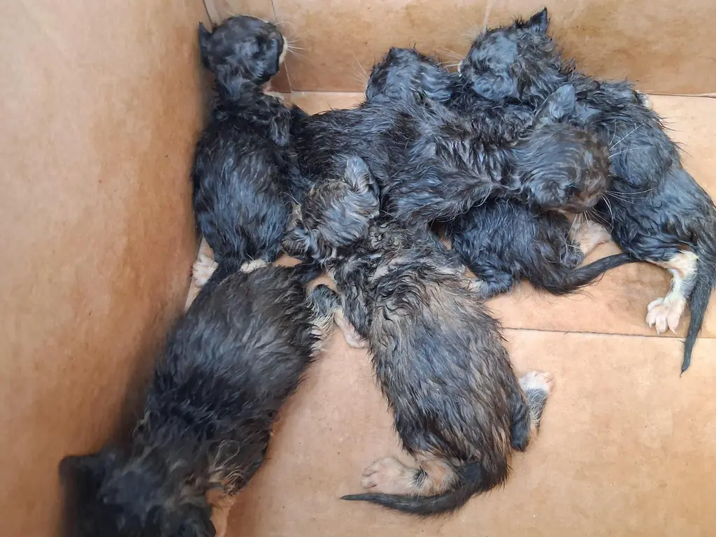 한국 고양이 보호중 사진