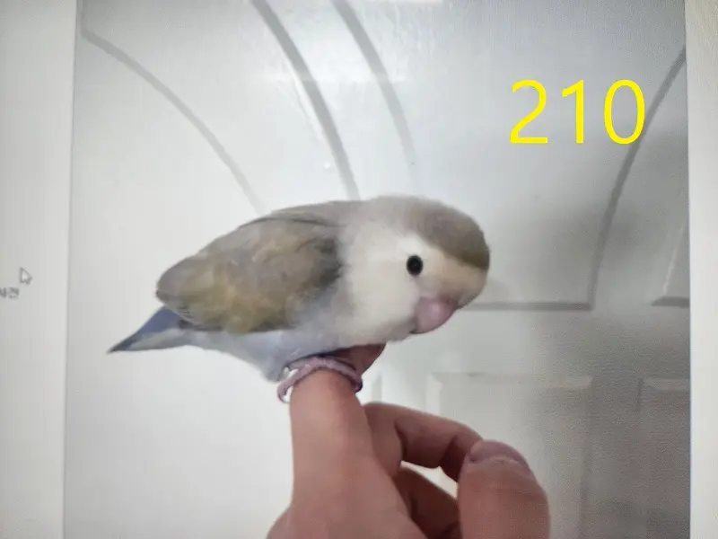 기타축종 보호중 사진