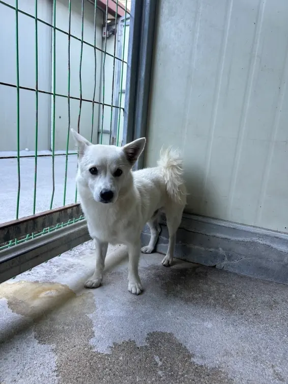 믹스견 보호중 사진