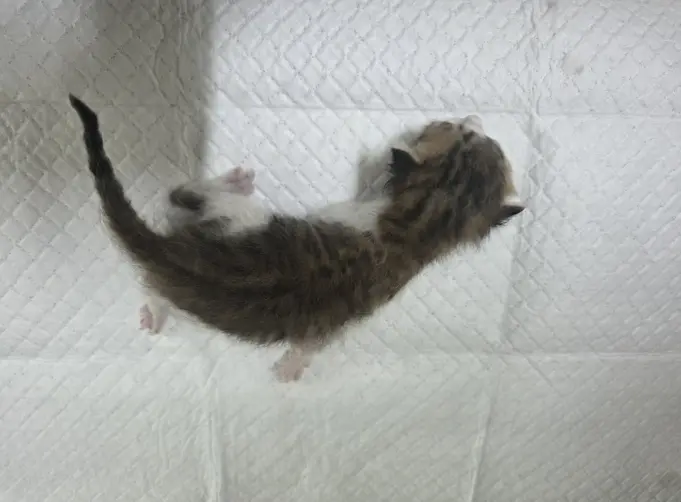 한국 고양이 보호중 사진