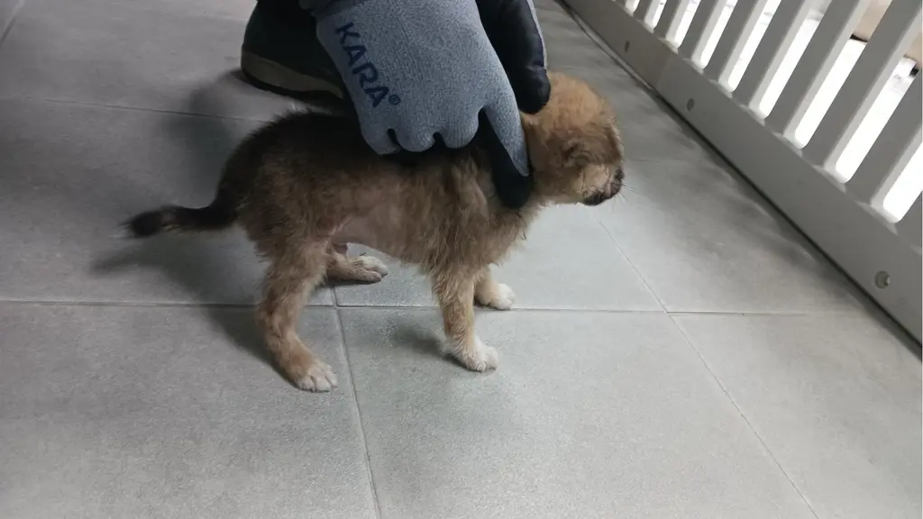 믹스견 보호중 사진