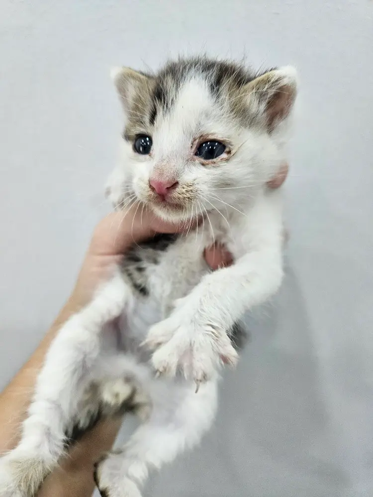 한국 고양이 보호중 사진