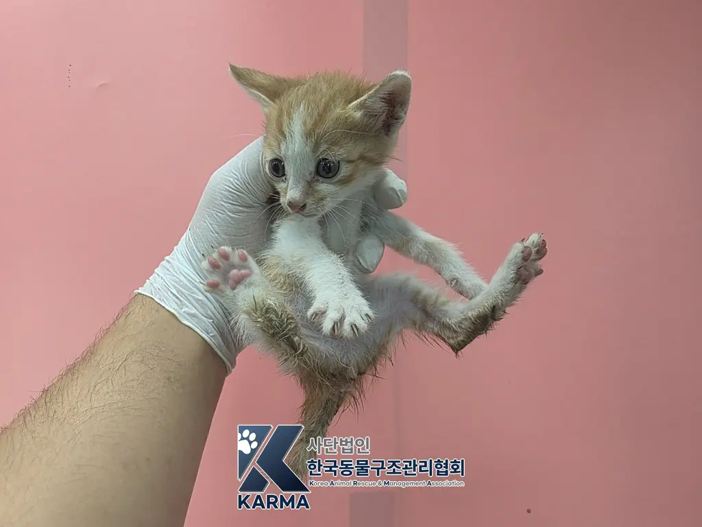 한국 고양이 보호중 사진