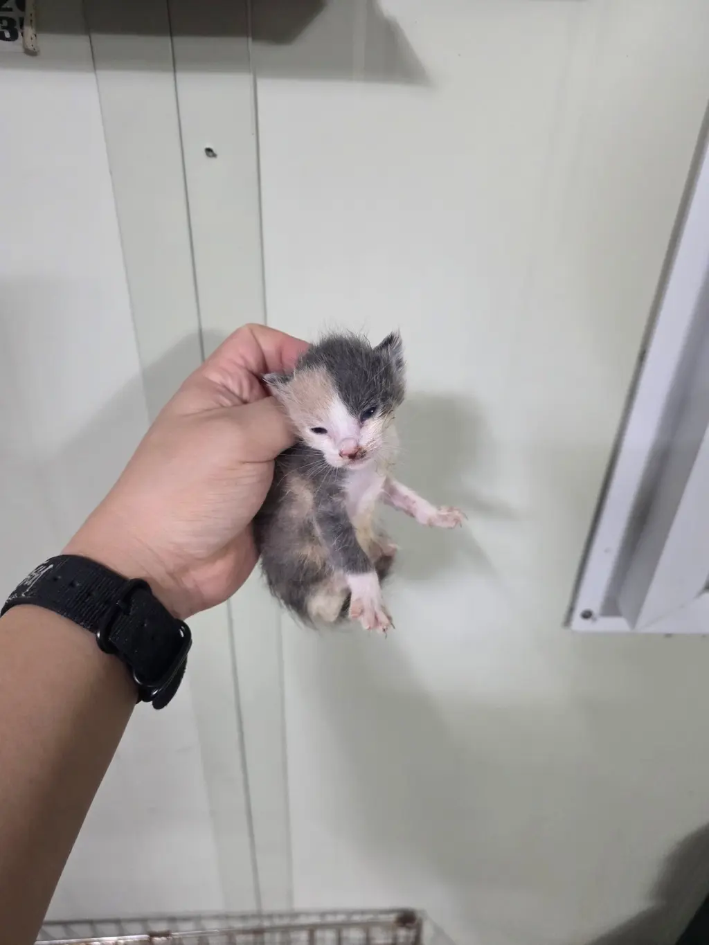 한국 고양이 보호중 사진