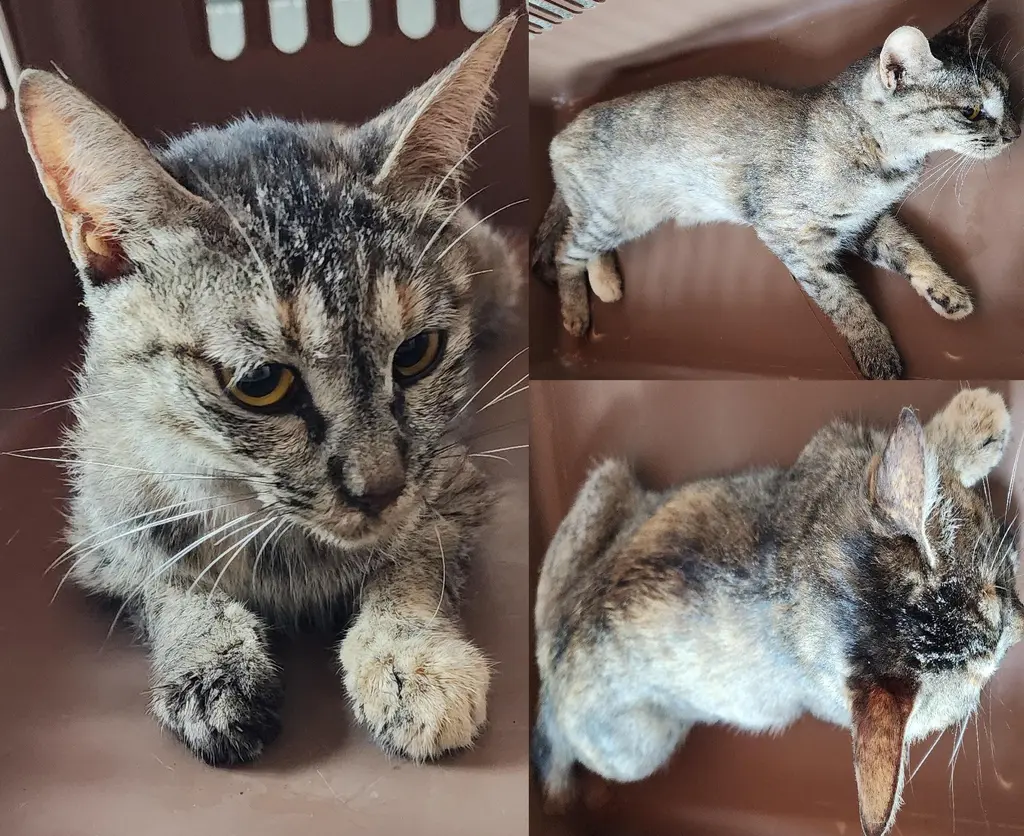 한국 고양이 보호중 사진