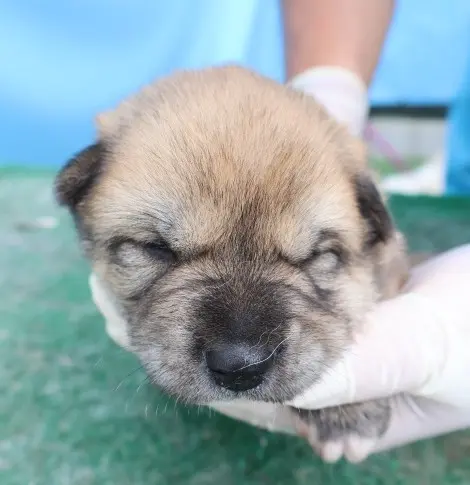 믹스견 보호중 사진