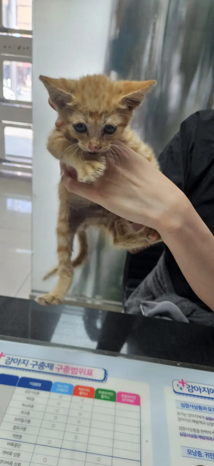 한국 고양이 보호중 사진