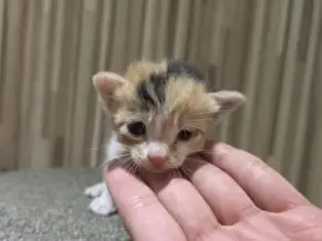 믹스묘 보호중 사진