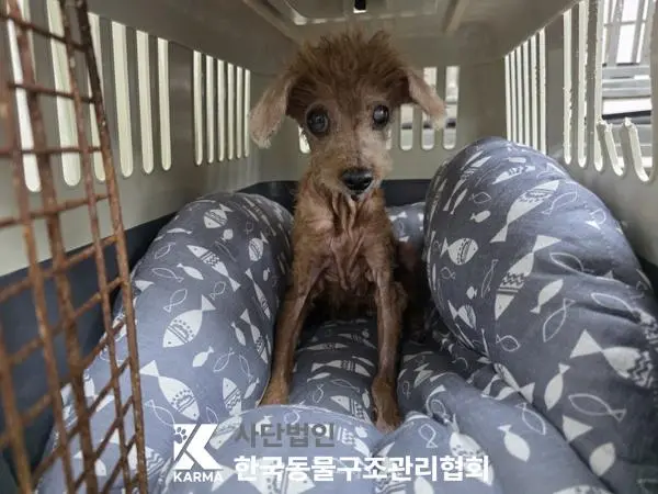 푸들 보호중 사진