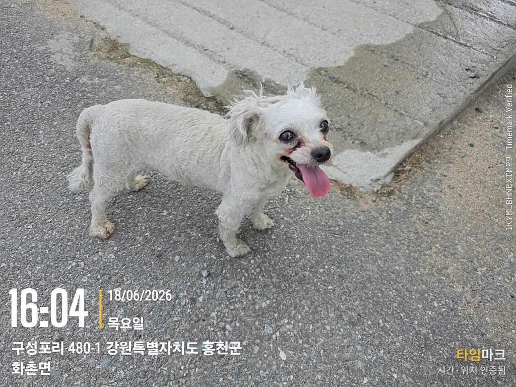푸들 보호중 사진