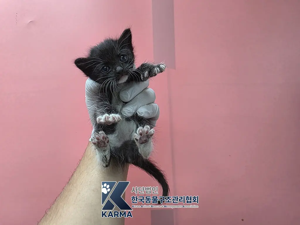 한국 고양이 보호중 사진