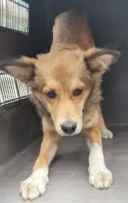 믹스견 보호중 사진