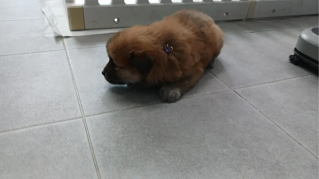 믹스견 보호중 사진