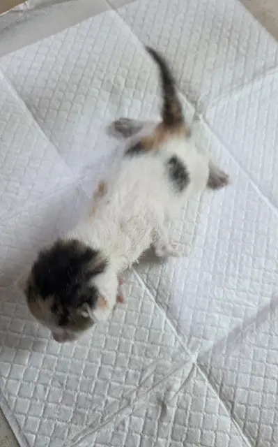 한국 고양이 보호중 사진