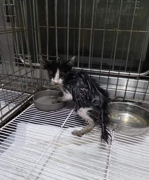 한국 고양이 보호중 사진