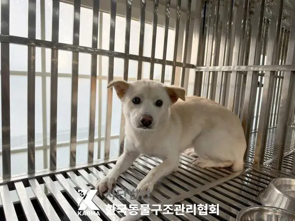 믹스견 보호중 사진