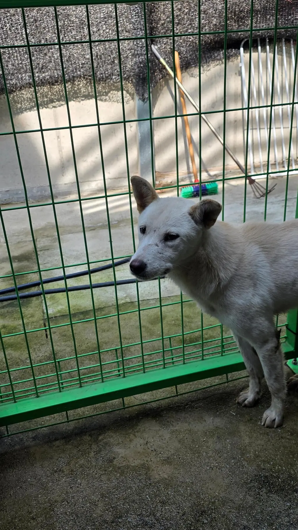 믹스견 보호중 사진