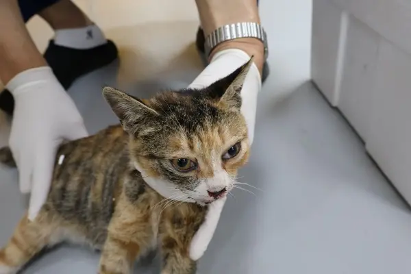 한국 고양이 보호중 사진