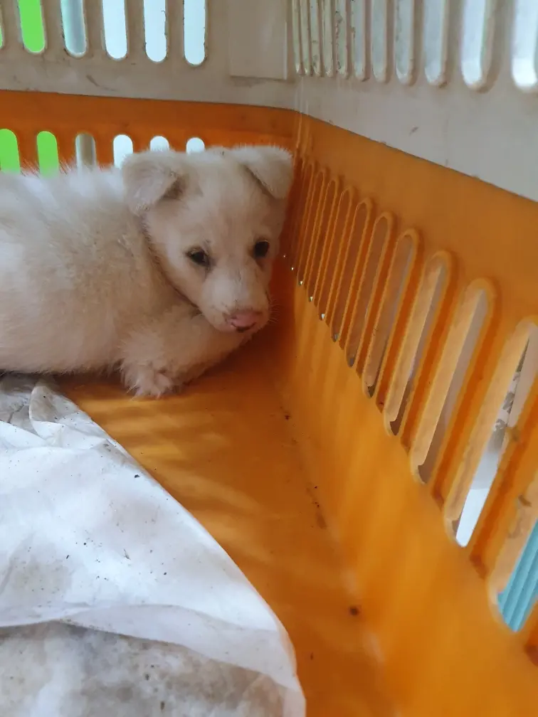 믹스견 보호중 사진